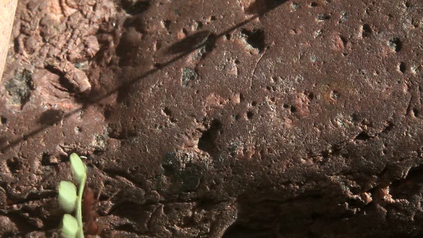 Red ant persists, and after several failed attempts, finally succeeds in carrying a large piece of green plant up a steep, mountainous rock. 1080