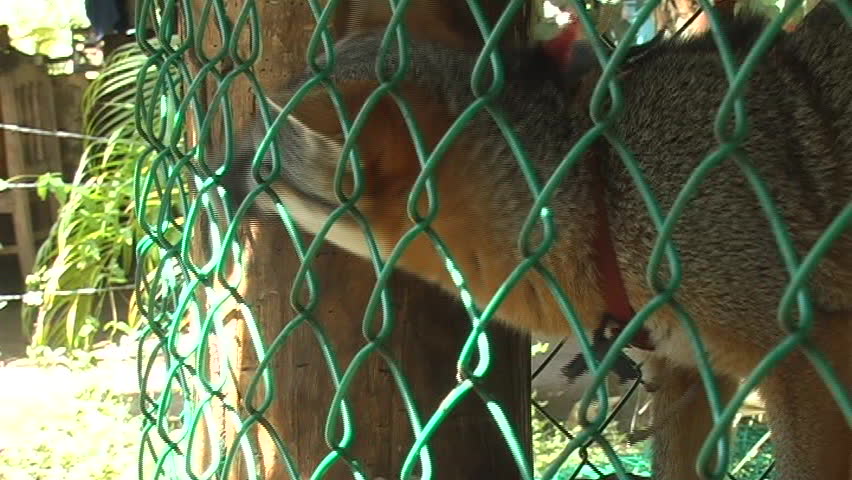 fox biting