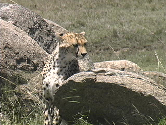 Two young cheetahs in the Serengeti waiting for Mom the bring home lunch