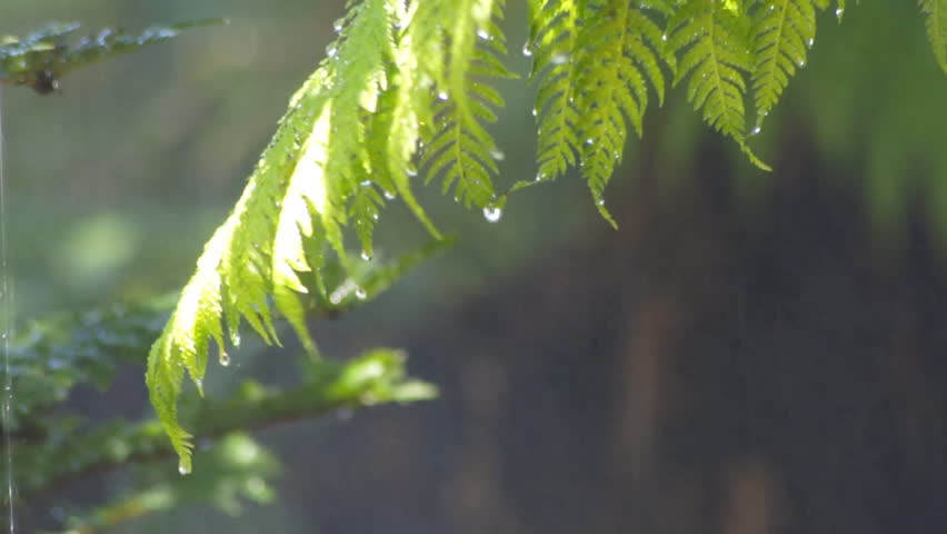 Tropical rain in the forest