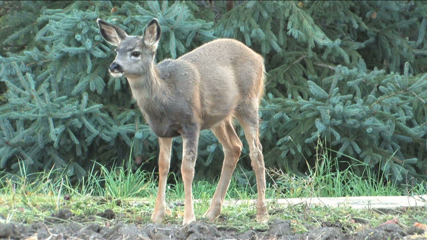 Fawn grazing on the last of the carrots in garden