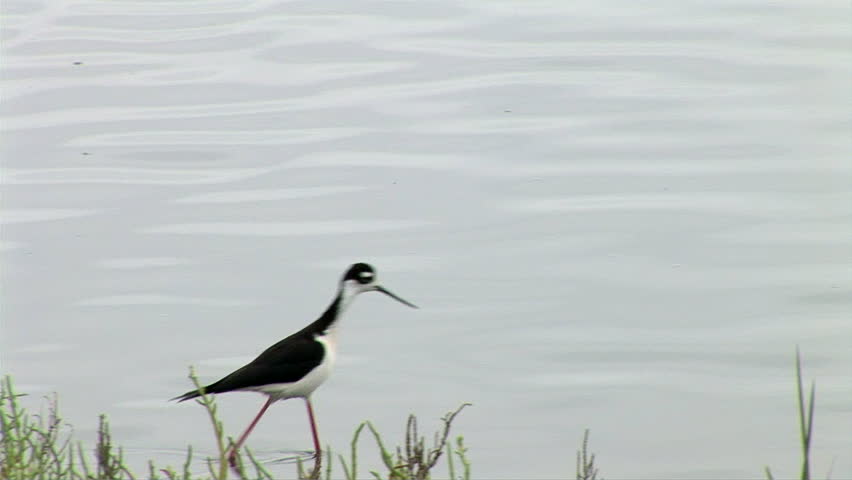 Black-necked Stilt