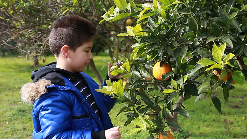 A little boy looking at an orange tree.