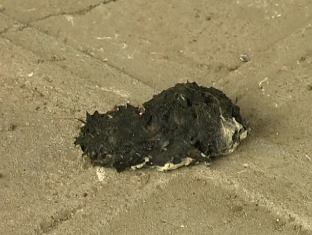 Opening a barn owl pellet to reveal rodent skull