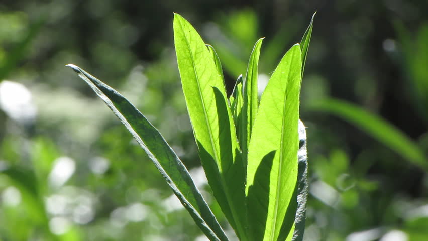 Green grass.