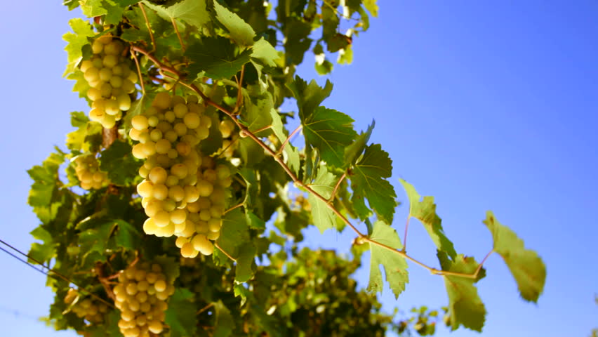 bunches of White wine grape Italy