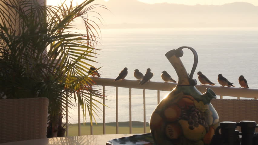Birds perched on a balcony railing overlooking the ocean in Mexico