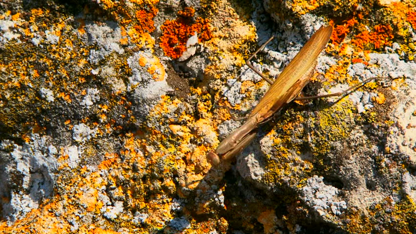 Mantis in ambush. Large brown mantis lies in wait, patiently waiting for their prey.