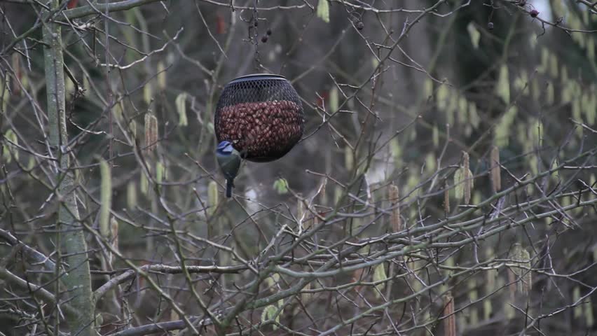 A great tit and a blue tit at a bird feeder.