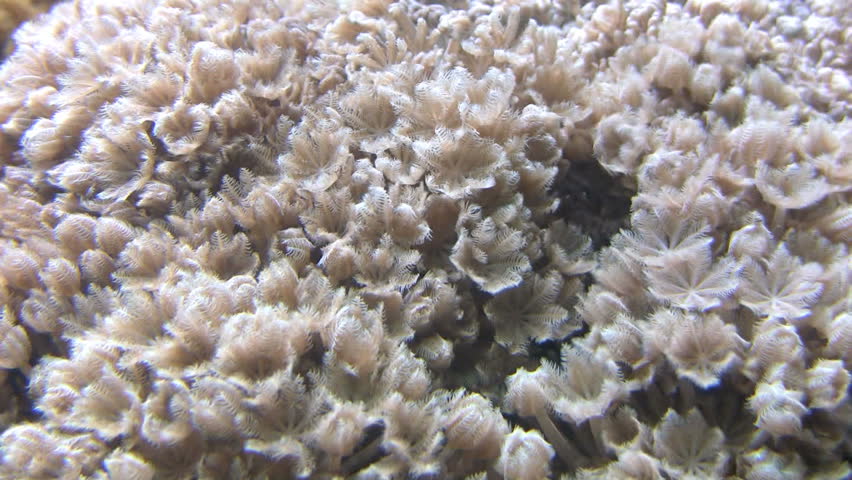 A sea anemone, moving slowly in the waves