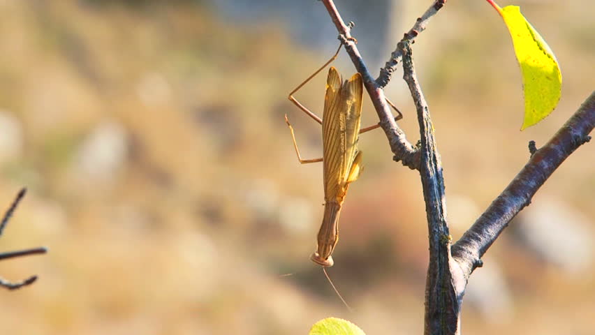 Natural camouflage. Large brown mantis lies in wait, patiently waiting for their prey.