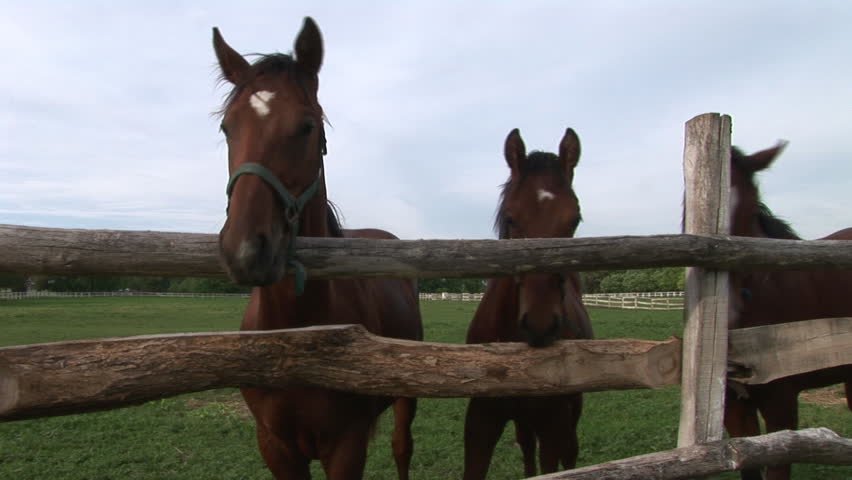 Horse Farm