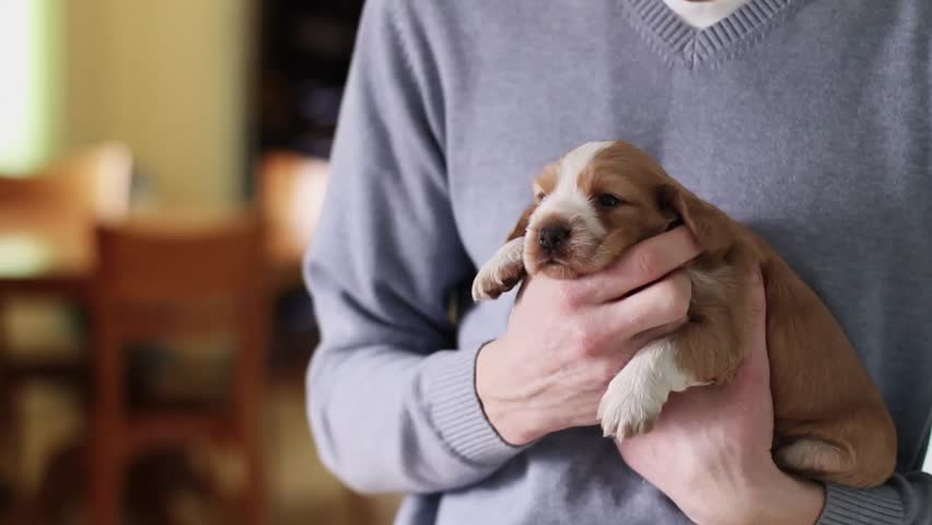 Puppy being held