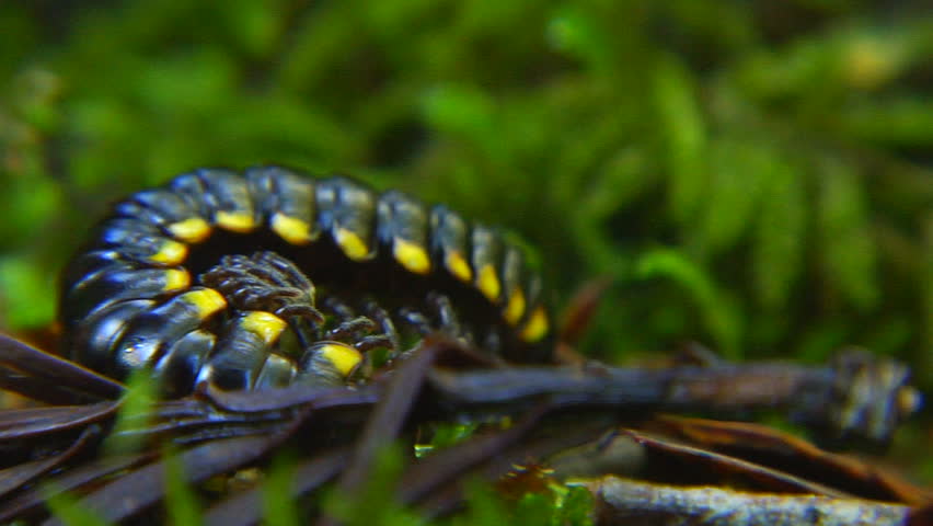 close up shot of a Harpaphe Millipede.  Stunning bright yellow and black coloring warns that this creepy creature is poisonous.