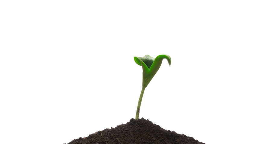 Time-lapse grow sprout from soil - isolated on white background. Closeup of green vegetable marrow sprout growing