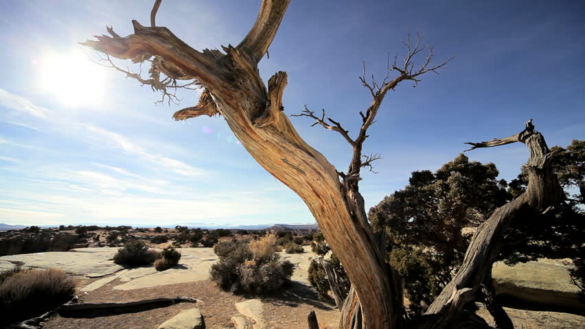 Skeletal tree amongst desert vegetation trying to survive in drought conditions