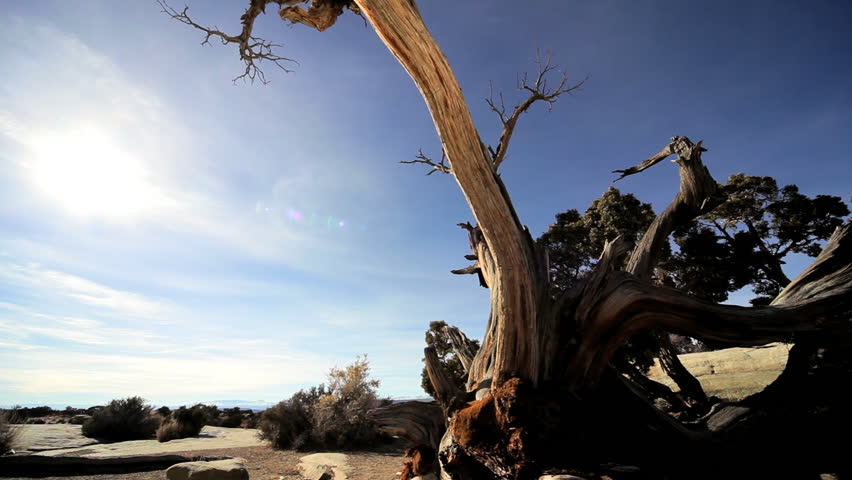 Desert scenic beauty of a skeletal tree amongst vegetation surviving in an arid environment