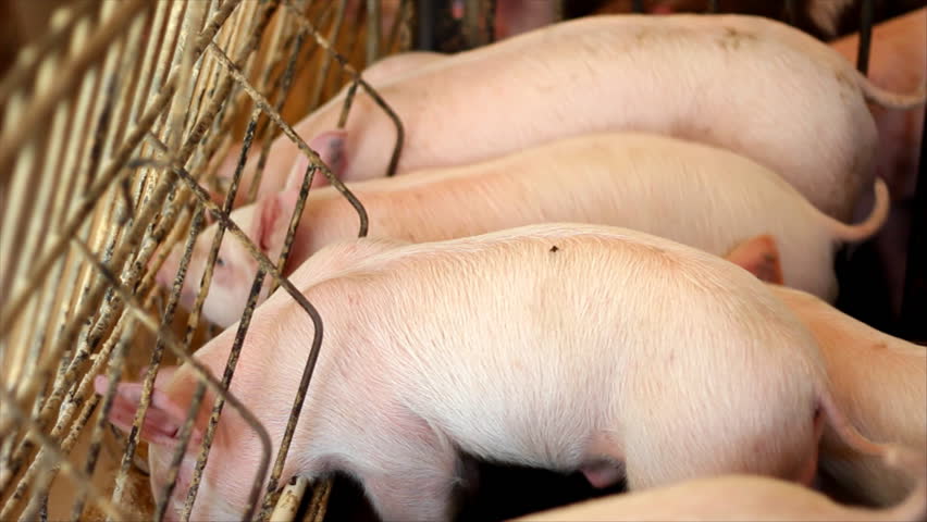 Piglets in a Farm