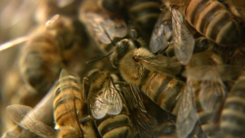 Bees