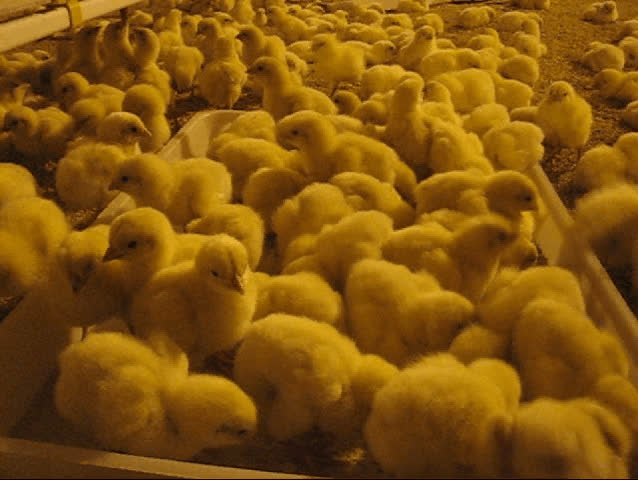 Chicks