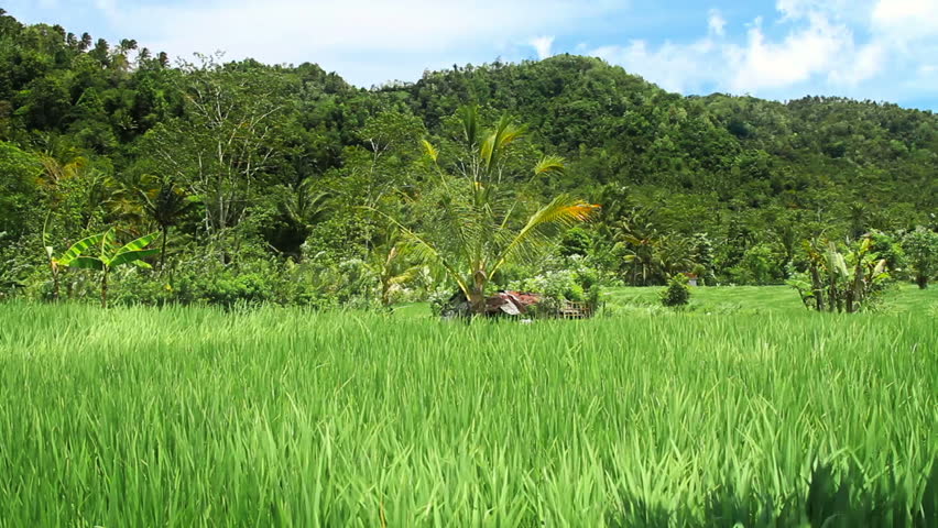 Rice terrace in Indonesia 2