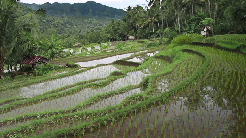 Rice terrace in Indonesia 4