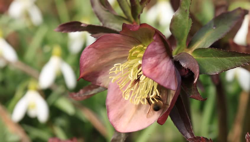 Working bee on flower - Helleborus purpurascens