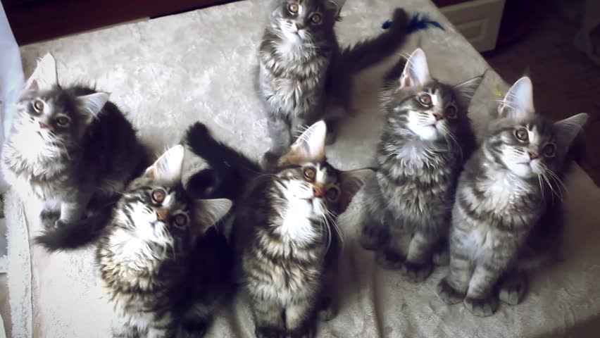 Header of Cats