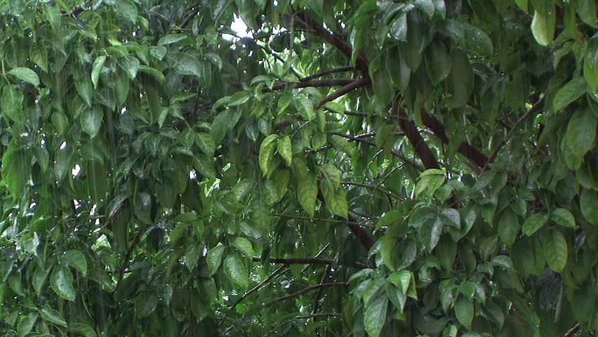 Raining on Greenery