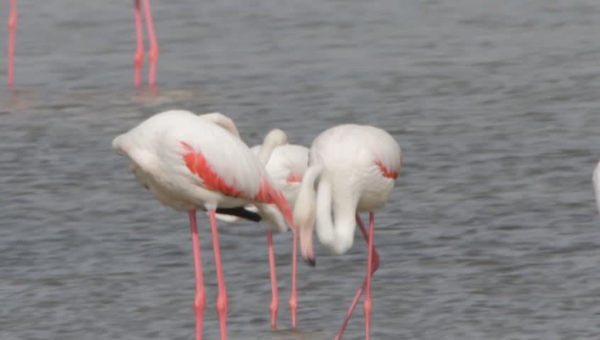 Flamingo in Ras Al Khor Wildlife Sanctuary, Dubai, United Arab Emirates