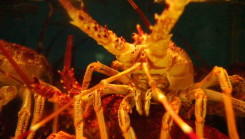 Red Lobster in the aquarium