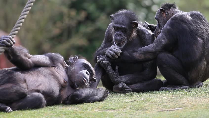 chimpanzees