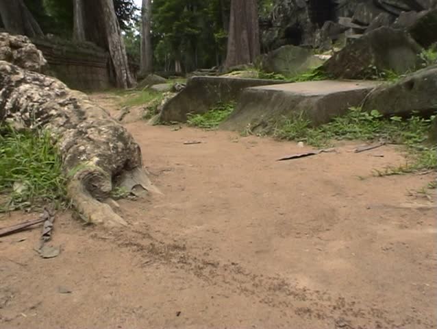 Ants. Angkor, Cambodia.