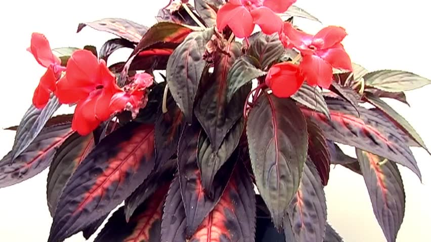 Flowers wilting