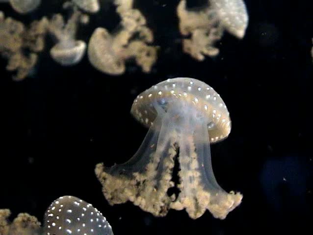 Medusa, jellyfish swimming in ocean