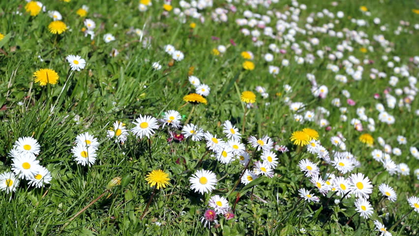 Meadow with daisies (Bellis perennis) and dandelions (Taraxacum officinale). HD 1080p. Canon EOS 550D.