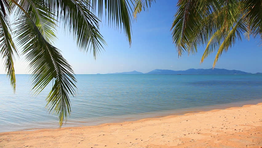 tropical beach and palm leaves