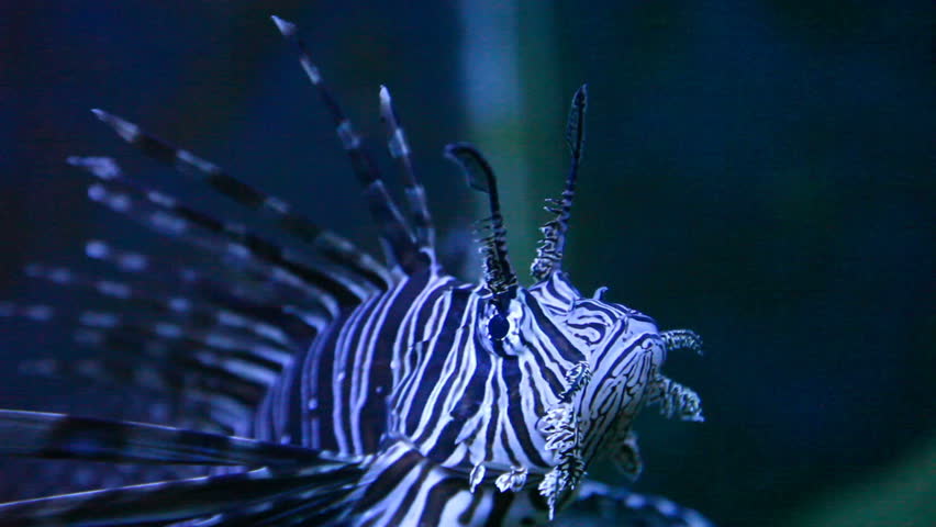 Looking into the eye of the poisonous lion fish