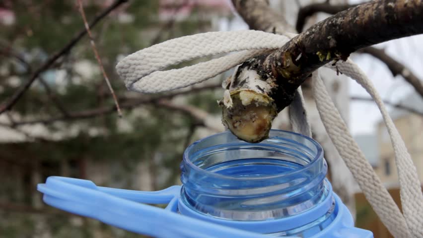 birch tree sap is collected in jug