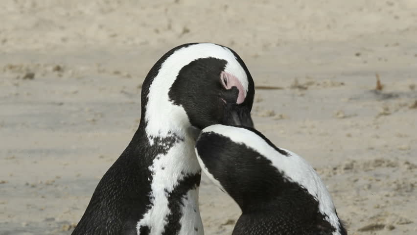 A pair of African penguins (Spheniscus demersus), Boulders beach, South Africa 