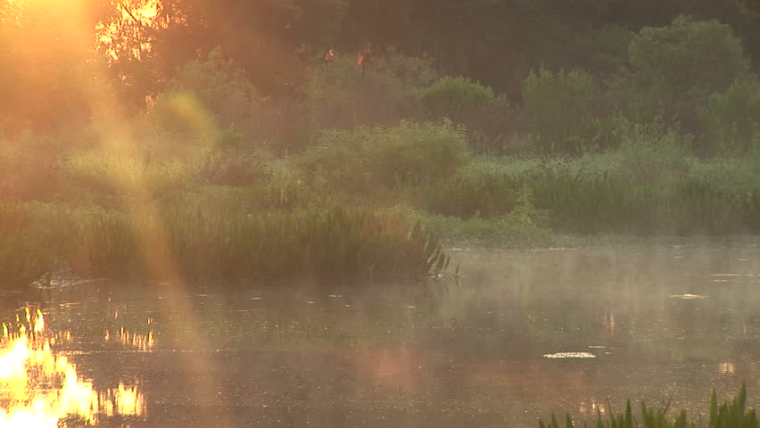 Misty swamp early morning