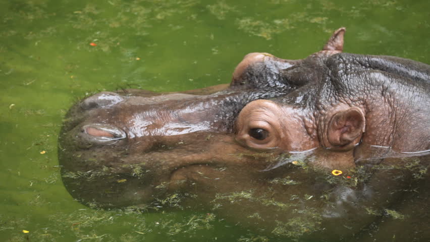 hippopotamus