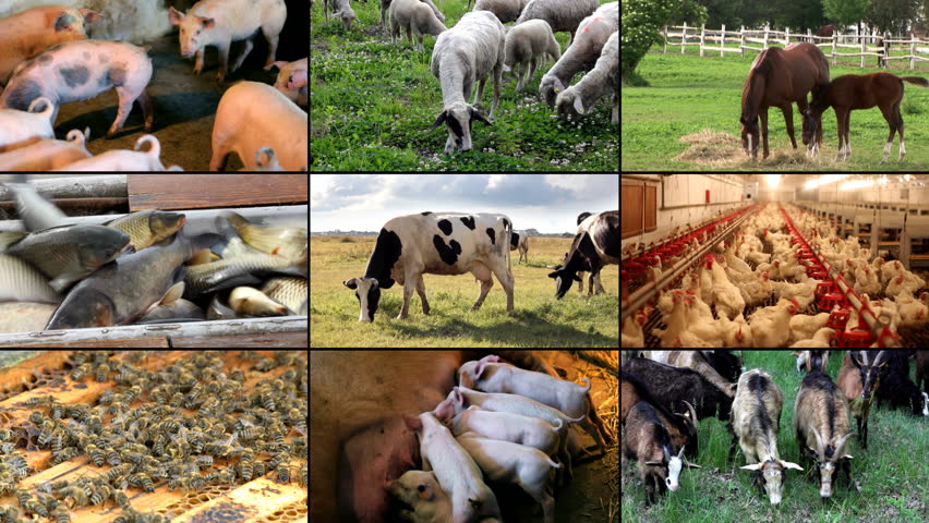 Farm Animal multiscreen: cows, horses, pigs, chicken, fish, bees, goats, sheep