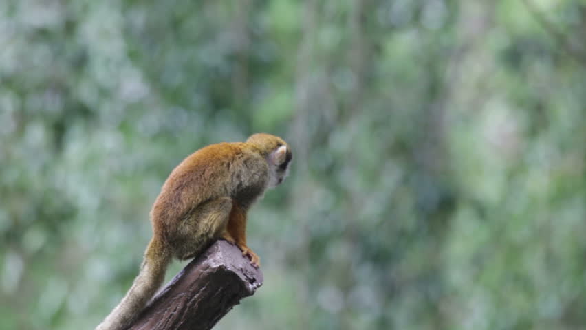 Squirrel monkey in a branch in Costa Rica