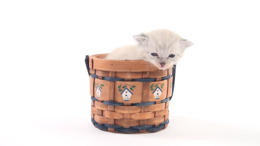 Cute newborn kitten sitting in a basket and crying on white background
