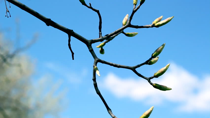 Spring season. Tree branch with buds against blue sky background. Shallow DOF.  