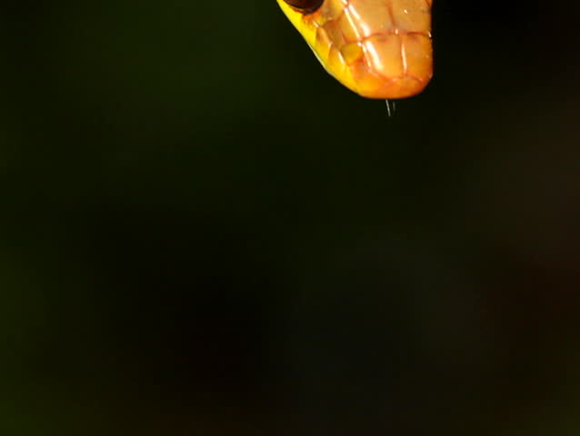 Olive whipsnake (Chironius fuscus). In rainforest, Ecuador