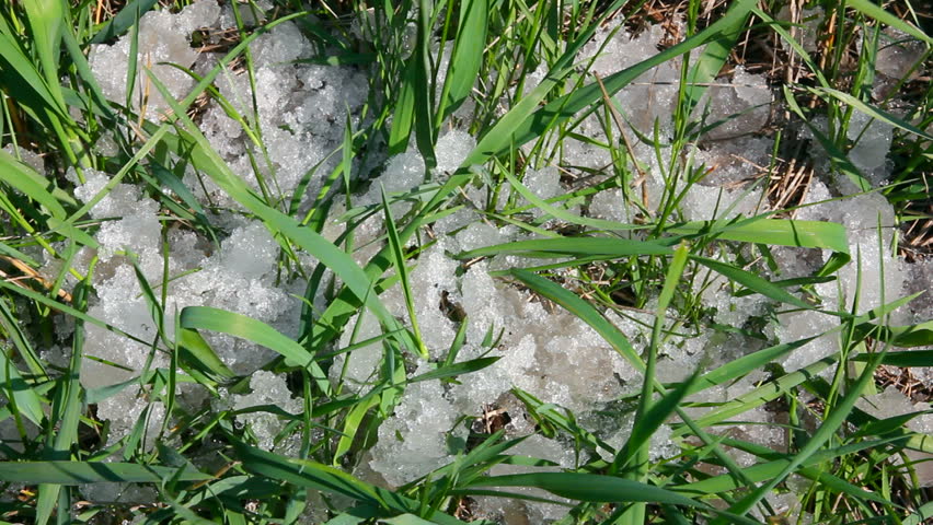 green grass and melting snow - timelapse