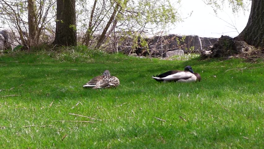 Male and Female Mallards (Anas platyrhynchos) sleeping near a lake