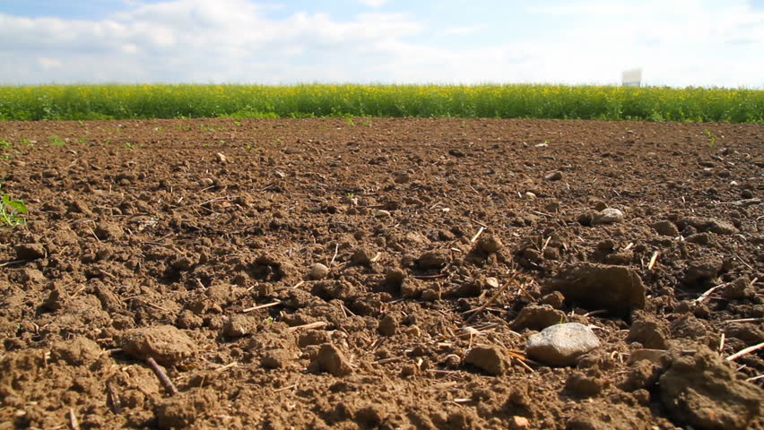 plowed field, spring Rapeseed field